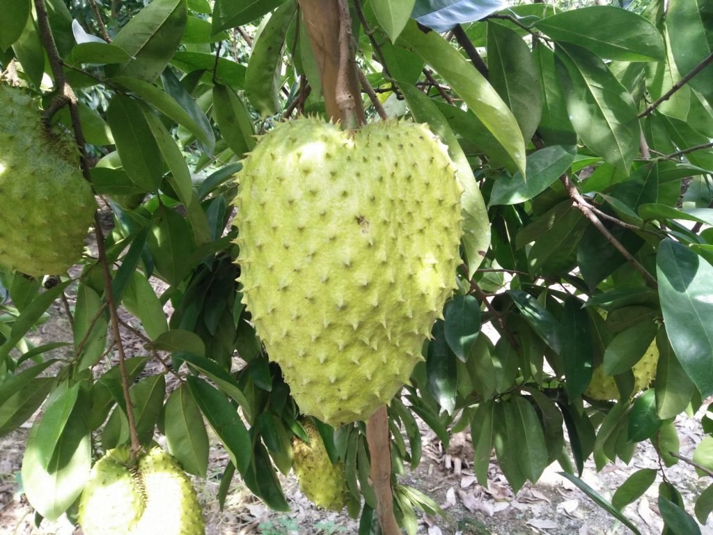 Mãng cầu Thái