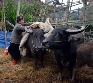 Phòng chống rét cho trâu bò